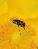 Stomorhina lunata